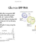 Cấu trúc SRP RNA