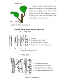 Luận văn : NGHIÊN CỨU KỸ THUẬT VI GHÉP CÂY BƯỞI (Citrus grandis) part 4