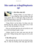 Sâu xanh sọc trắng(Diaphania sp)