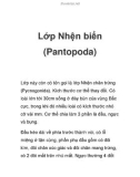 Lớp Nhện biển (Pantopoda)