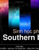 Sinhhọcphântử - Southernblot