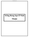 Trồng Rong Sụn Ở Ninh Thuận