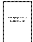 Kinh Nghiệm Nuôi Cá Rô Phi Dòng Gift