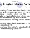 Giáo trình Sinh học - Ngành thân lỗ - Porifera