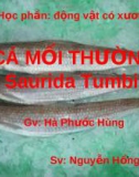 CÁ MỐI THƯỜNG Saurida Tumbil