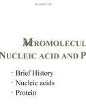 Macromolecules Nucleic acid and Protein.