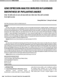 Gene expression analysis involved in flavonoid biosynthesis of Phyllanthus amarus