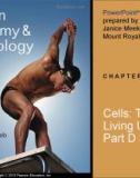 Lecture Human anatomy and physiology - Chapter 3: Cells (part d)