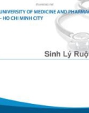 Bài giảng Sinh lý ruột non