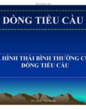 Bài giảng Dòng tiểu cầu - ThS. Hà Nữ Thùy Dương