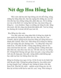 Nét đẹp Hoa Hồng leo