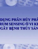 Phan huy QS