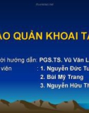 Thuyết trình: Bảo quản khoai tây