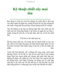 Kỹ thuật chiết cây mai lớn