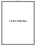 Cá Koi Nhật Bản