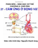 Bài giảng Sinh học 11 - Bài 27: Cảm ứng ở động vật (Tiếp theo) - Nguyễn Thanh Tùng