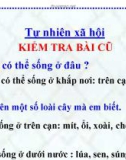 Slide bài Một số loài cây sống trên cạn - Tự Nhiên Xã Hội 2 - GV.B.N.Kha