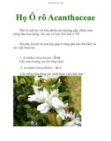 Họ Ô rô Acanthaceae