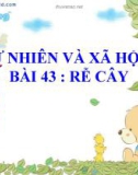 Bài giảng Rễ cây - Tự nhiên xã hội 3- GV. N.T.Sỹ