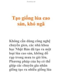 Tạo giống lúa cao sản, khó ngã