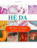 Hệ da