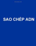 Sao chép ADN