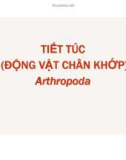 Tiết túc động vật chân khớp