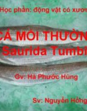 CÁ MỐI THƯỜNG