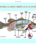 CHƯƠNG 12: PHÁT TRIỂN CỦA CÁ XƯƠNG