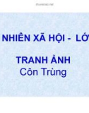 Giáo án điện tử môn Tự nhiên và xã hội lớp 3 - Bài: Côn trùng