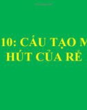 Bài giảng Sinh học 6 bài 10: Cấu tạo miền hút của rễ