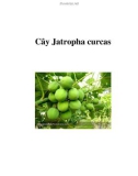 Cây Jatropha curcas