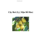 Cây Roi (Lý, Mận Bồ Đào)