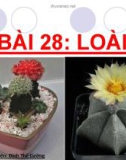 Bài giảng Sinh học 12 - Bài 28: Loài (Đinh Thế Cường)