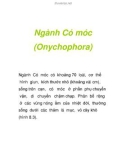 Ngành Có móc (Onychophora)