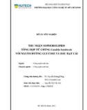 Đồ án tốt nghiệp: Thu nhận Sophorolipid tổng hợp từ chủng Candida bombicola với nguồn đường glucose và dầu hạt cải