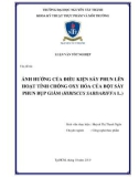 Luận văn tốt nghiệp Công nghệ thực phẩm: Ảnh hưởng của điều kiện sấy phun lên hoạt tính chống oxy hóa của bột sấy phun bụp giấm (Hibiscus sabdariffa L.)