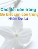 Giáo trình điện tử mầm non: bé phân biệt côn trùng