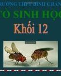 Bài giảng Sinh học lớp 12 bài 12: Di truyền liên kết với giới tính và di truyền ngoài nhân - Trường THPT Bình Chánh