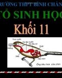 Bài giảng Sinh học lớp 11: Tiêu hóa ở động vật - Trường THPT Bình Chánh