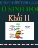 Bài giảng Sinh học lớp 11 bài 12: Hô hấp ở thực vật - Trường THPT Bình Chánh