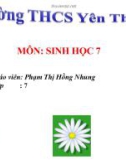 Bài giảng Sinh học lớp 7 bài 4: Trùng roi