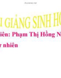 Bài giảng Sinh học lớp 7 bài 12: Một số giun dẹp khác và đặc điểm chung của ngành Giun dẹp