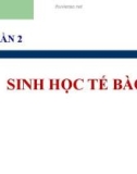 Bài giảng Sinh học lớp 10 bài 3: Các nguyên tố hóa học và nước