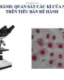 Bài giảng môn Sinh học lớp 10 bài 20: Thực hành quan sát các kì của nguyên phân trên tiêu bản rễ hành