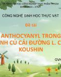 Tiểu luận Công nghệ sinh học thực vật: Sản suất Anthocyanyl trong nuôi cấy rễ bất định củ cải đường L. CV. Peking Koushin