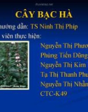 Bài thuyết trình Cây bạc hà