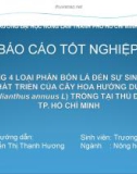 Báo cáo tốt nghiệp: Ảnh hưởng của 4 loại phân bón lá đến sự sinh trưởng và phát triển của cây hoa hướng dương (Helianthus annuus L.) trồng tại Thủ Đức – TP.HCM