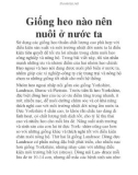 Giống heo nào nên nuôi ở nước ta