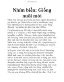 Nhím biển: Giống nuôi mới